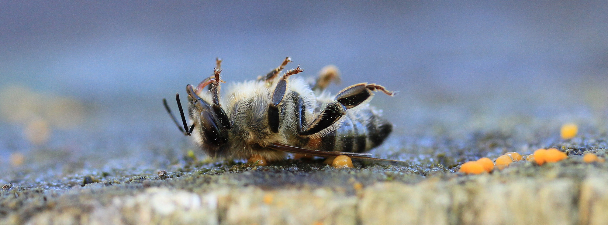 Pesticiden en andere organische stoffen Testresultaten waterfilters