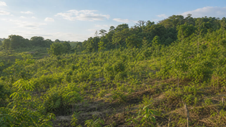 Jong herbeplantingsbos in Afrika voor het bomenproject van deWaterfilter.nl