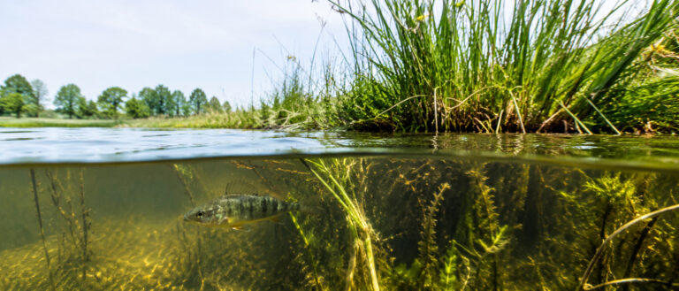 Onderwaterleven in een Nederlandse sloot met waterplanten, riet en een stekelbaarsje